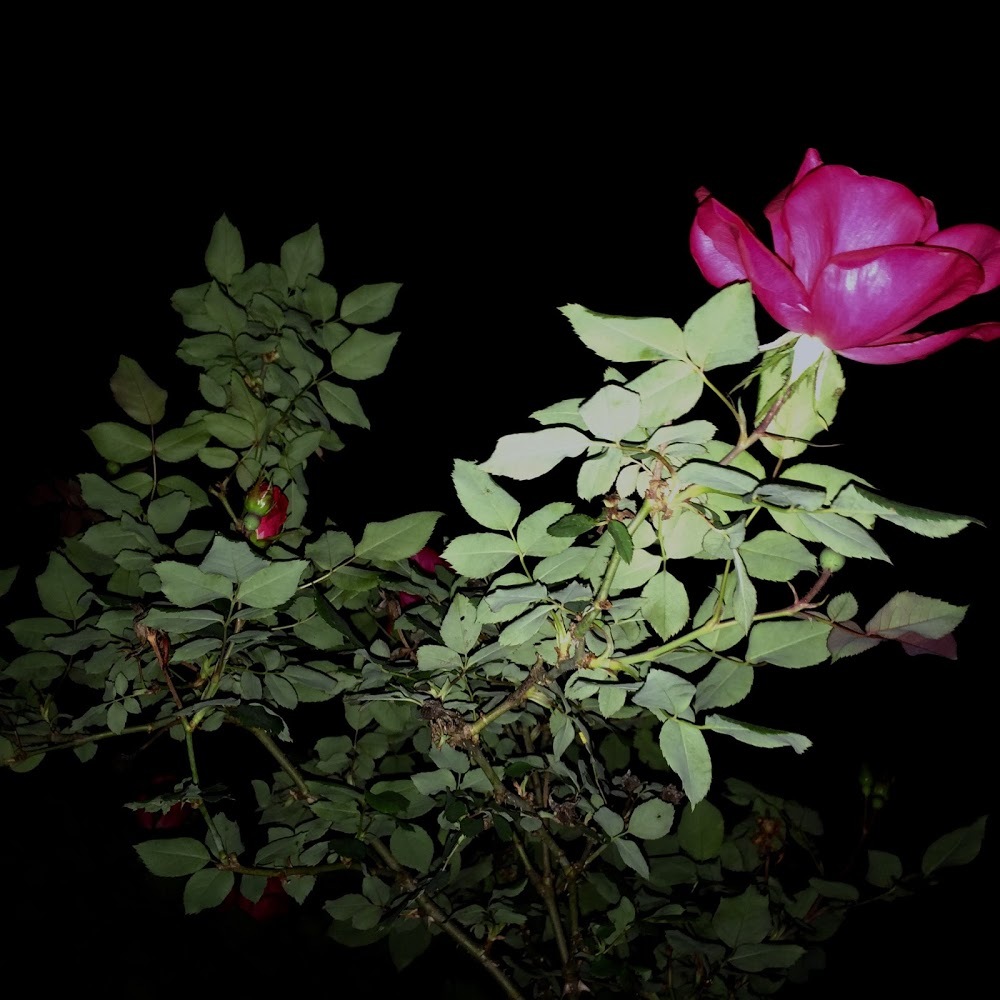 Meet your Posher, Samantha